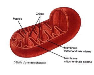 mitochondrie